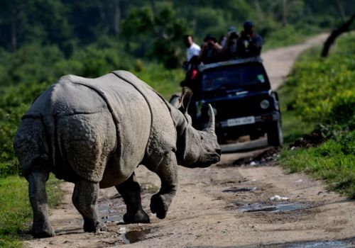 Kaziranga Wildlife Safari